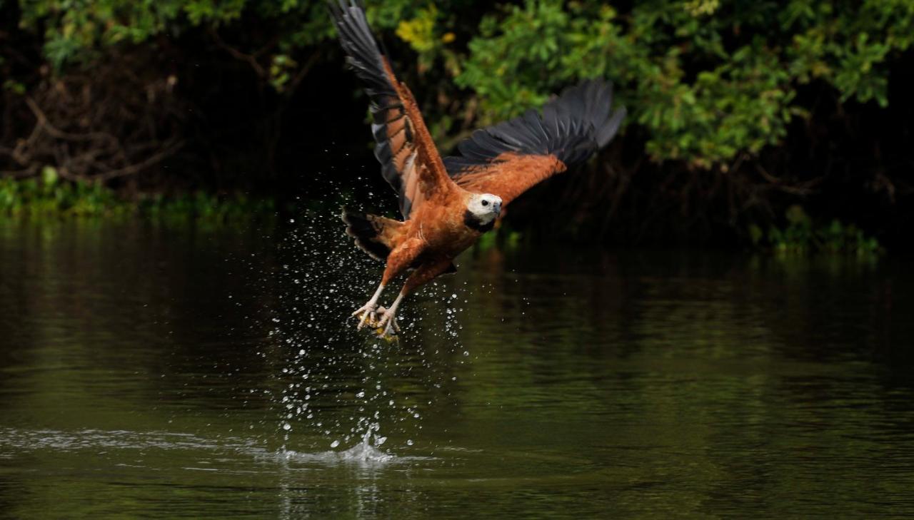 Pousada Rio Claro Poconé Eksteriør billede